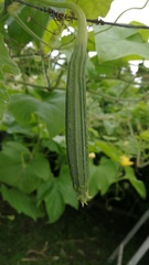Luffa acutangula