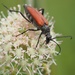 Blood-red Longhorn Beetle - Photo (c) Jakob Fahr, some rights reserved (CC BY-NC), uploaded by Jakob Fahr