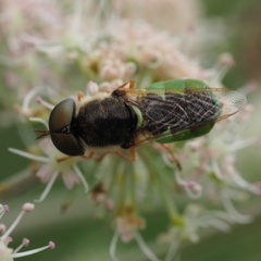 Odontomyia angulata