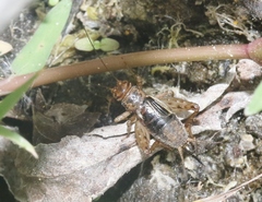 Neonemobius mormonius