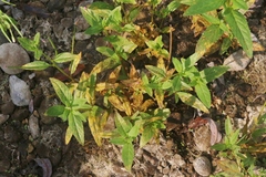 Pucciniastrum epilobii