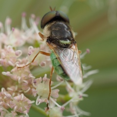 Odontomyia angulata