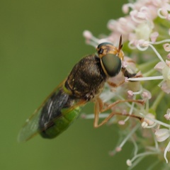 Odontomyia angulata