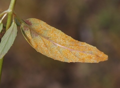 Pucciniastrum epilobii