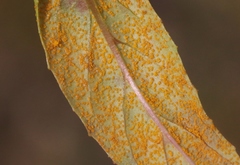 Pucciniastrum epilobii