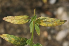 Pucciniastrum epilobii