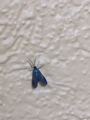 Lepidoptera