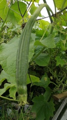 Luffa acutangula