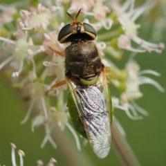 Odontomyia angulata