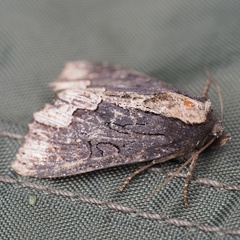 Dypterygia scabriuscula