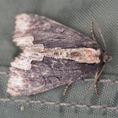 Dypterygia scabriuscula