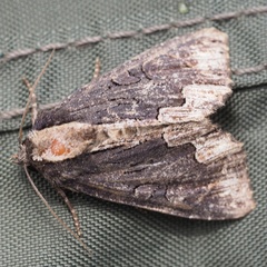 Dypterygia scabriuscula