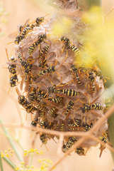Polistes gallicus