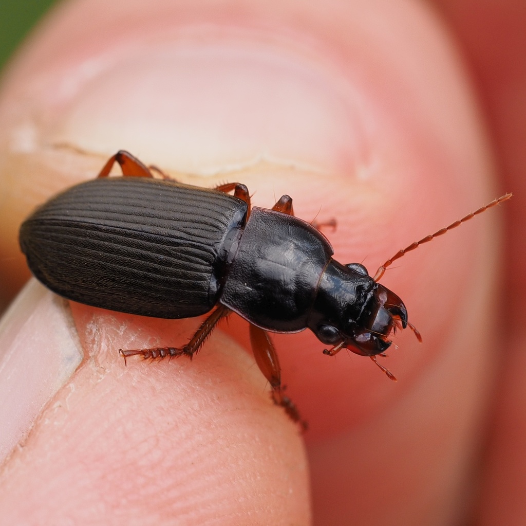 Strawberry Seed Beetle (Harpalus rufipes)  iNaturalist