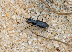 Cicindela abdominalis