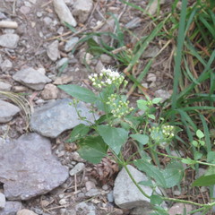 Ageratina herbacea