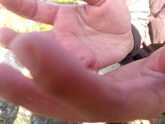 Pantosteus platyrhynchus