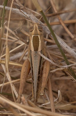 Eyprepocnemis plorans