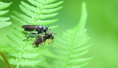 Laphria canis