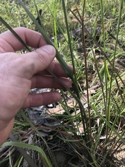 Anthenantia