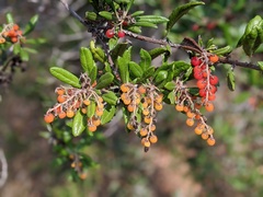 Comarostaphylis diversifolia diversifolia