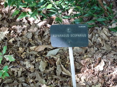 Asparagus scoparius