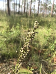 Anthenantia