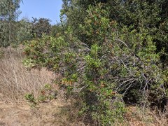 Comarostaphylis diversifolia diversifolia