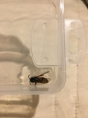 Vespula