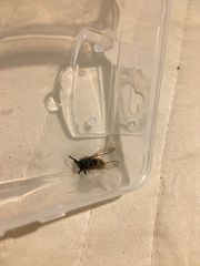 Vespula