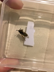 Vespula
