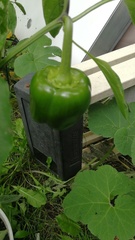 Capsicum annuum annuum