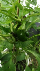 Capsicum annuum annuum