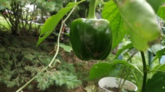 Capsicum annuum annuum