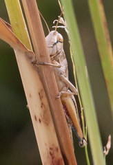 Eyprepocnemis plorans