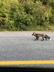 Vulpes vulpes deletrix
