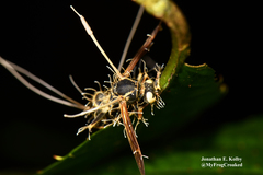 Ophiocordyceps humbertii