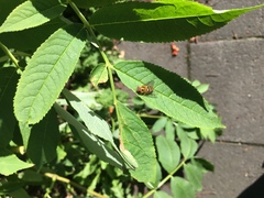 Syrphus ribesii