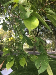 Ulmus americana