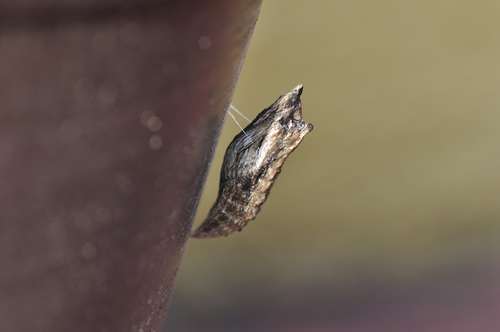 Black Swallowtail, photo 9 of 10