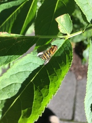Syrphus ribesii