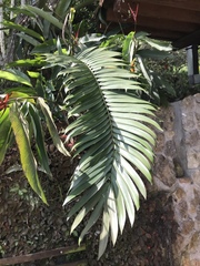 Zamia sandovalii