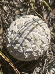 Calvatia sculpta