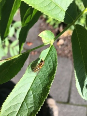 Syrphus ribesii