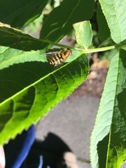 Syrphus ribesii
