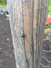 Muscoidea
