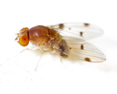 Leucophenga maculosa