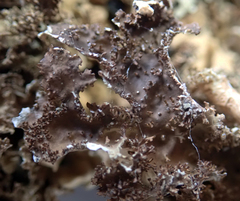Pseudocyphellaria wilkinsii