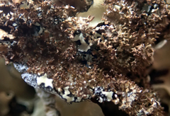 Pseudocyphellaria wilkinsii