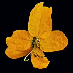 Senna skinneri